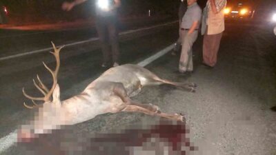Kütahya’nın Domaniç ilçesinde yol kenarından yaralı halde bulunan geyik yetkililere