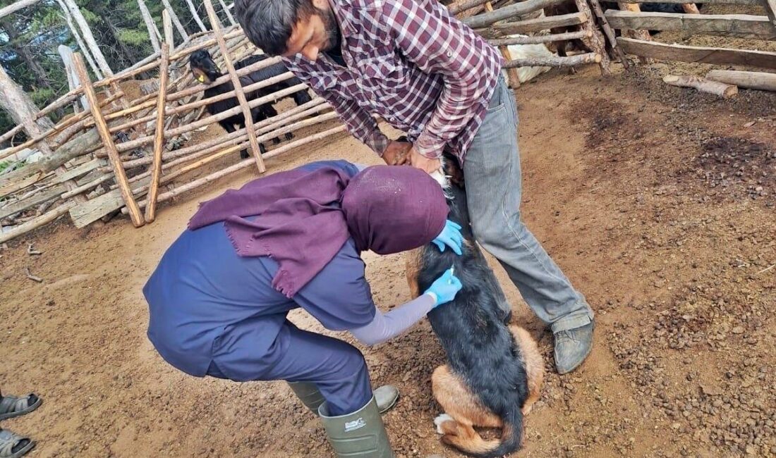 Emet İlçe Tarım ve Orman Müdürlüğünce Umutlu köyünde küçükbaş hayvanlara