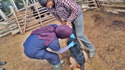 Emet İlçe Tarım ve Orman Müdürlüğünce Umutlu köyünde küçükbaş hayvanlara