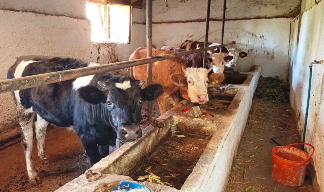 Kütahya’nın Hisarcık ilçesine bağlı Dereköy’deki bir hayvancılık işletmesinde şap hastalığı