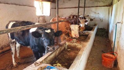 Kütahya’nın Hisarcık ilçesine bağlı Dereköy’deki bir hayvancılık işletmesinde şap hastalığı