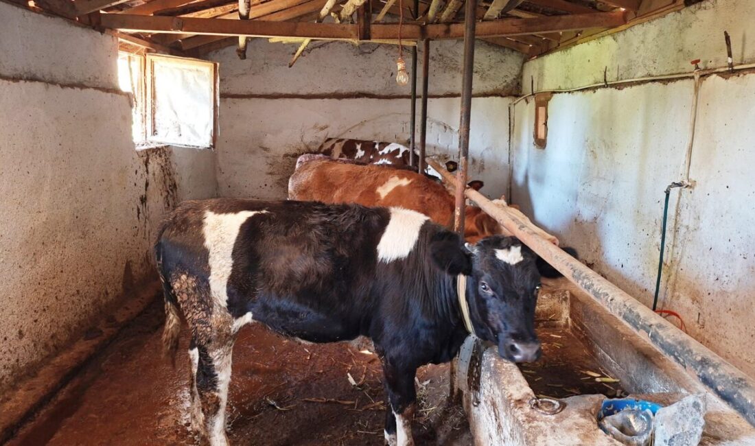 Mustafa AKÇAY/HİSARCIK (Kütahya), – KÜTAHYA’nın Hisarcık ilçesine bağlı Dereköy’deki bir