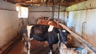 Mustafa AKÇAY/HİSARCIK (Kütahya), – KÜTAHYA’nın Hisarcık ilçesine bağlı Dereköy’deki bir