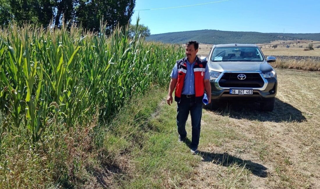 Kütahya İl Tarım ve Orman Müdürlüğü personeli tarafından silajlık mısır