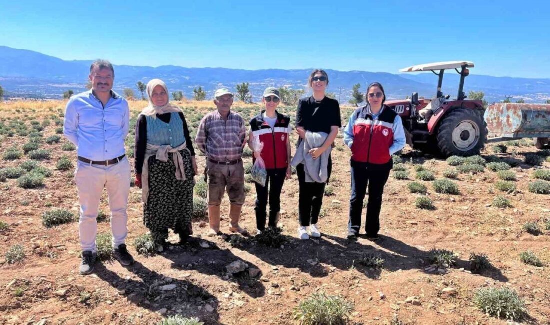 Kütahya İl Tarım ve Orman Müdürlüğünce ahududu, tıbbi adaçayı, çilek