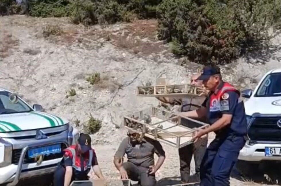 Kütahya’nın Gediz ilçesinde kaçak avcılık yoluyla yakalanan 142 saka kuşu,