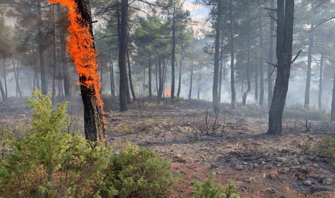 Kütahya’nın Tavşanlı ilçesine bağlı Kargılı köyü yakınlarındaki ormanlık alana yıldırım