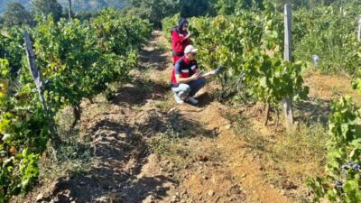 Simav İlçe Tarım ve Orman Müdürlüğünce Yeniköy, Hacıhüseyinefendi ve Aksaz