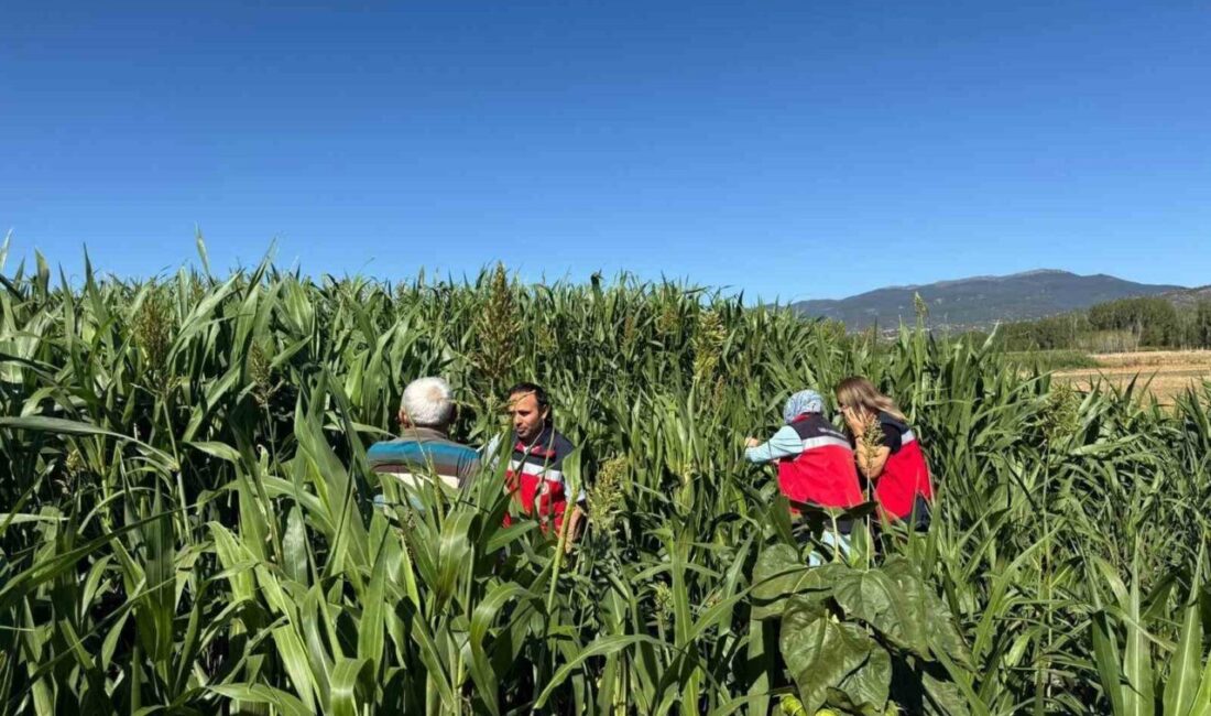 Simav İlçe Tarım ve Orman Müdürlüğü teknik personelince hasat zamanı