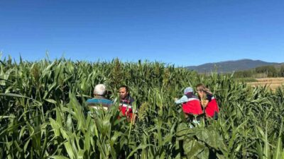 Simav İlçe Tarım ve Orman Müdürlüğü teknik personelince hasat zamanı
