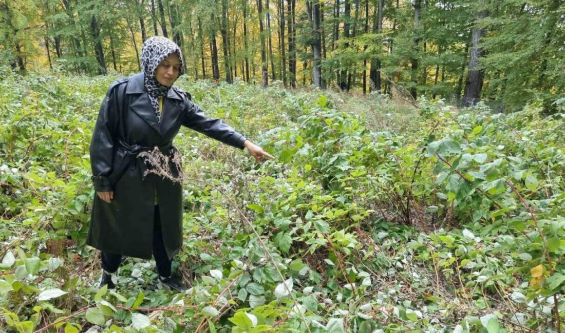 Kütahya’nın Domaniç ilçesinde genç girişimcinin hibe desteğiyle 3 yıl önce