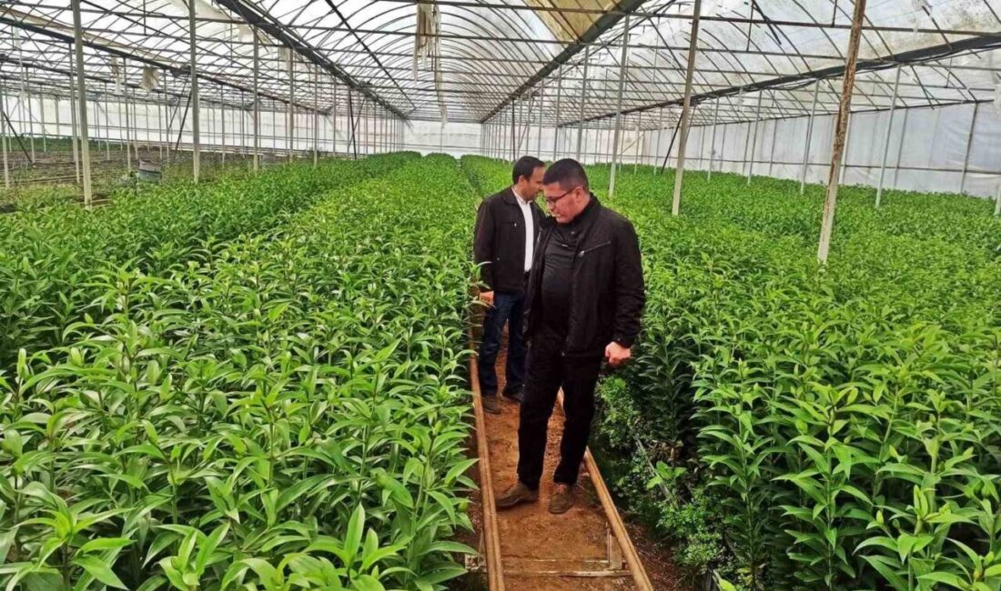 Emet İlçe Tarım ve Orman Müdürlüğünce ilçede seracılık faaliyeti yapmak