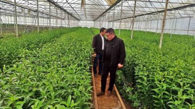 Emet İlçe Tarım ve Orman Müdürlüğünce ilçede seracılık faaliyeti yapmak