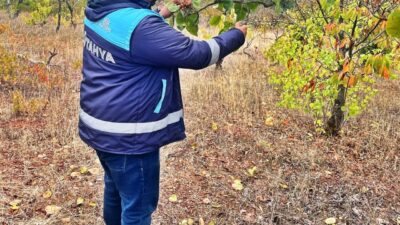 Kütahya Emet İlçe Tarım ve Orman Müdürlüğü teknik personeli tarafından,
