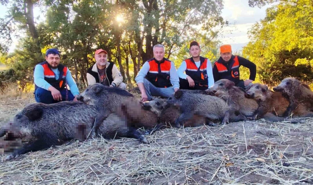 Kütahya’nın Hisarcık ilçesindeki avcılar 6 saatte 7 yaban domuz vurdu.