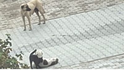 Kütahya’nın Hisarcık ilçesinde kameralara yansıyan kedi ile köpeğin dostluğu yürekleri