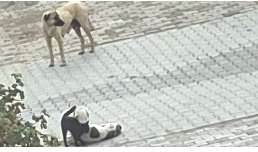 Kütahya’nın Hisarcık ilçesinde kameralara yansıyan kedi ile köpeğin dostluğu yürekleri