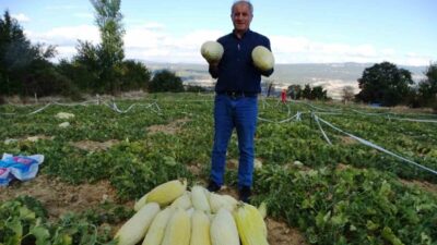 Kütahya’nın Emet ilçesine bağlı Göncek köyünde, organik ’Göncek Kavunu’nun hasadı