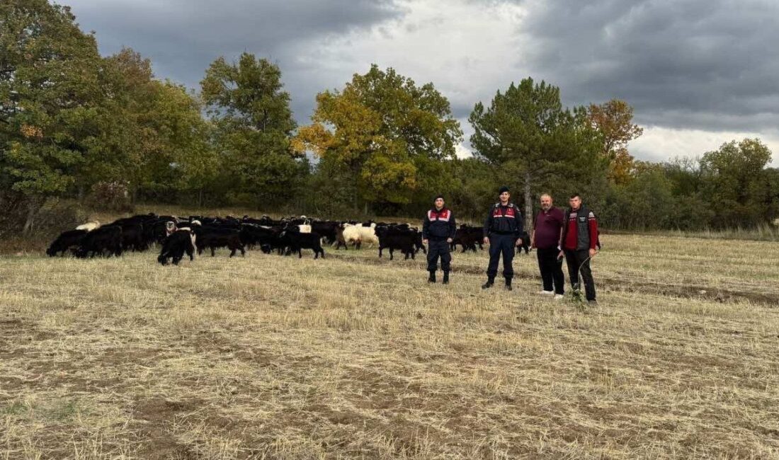 Kütahya’nın Büyüksaka köyünde kaybolan 70 küçükbaş hayvan, jandarma ekipleri tarafından