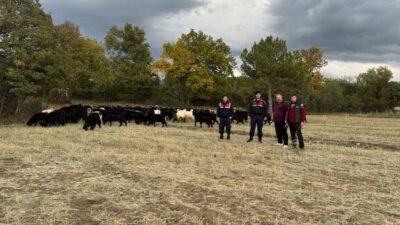 Kütahya’nın Büyüksaka köyünde kaybolan 70 küçükbaş hayvan, jandarma ekipleri tarafından