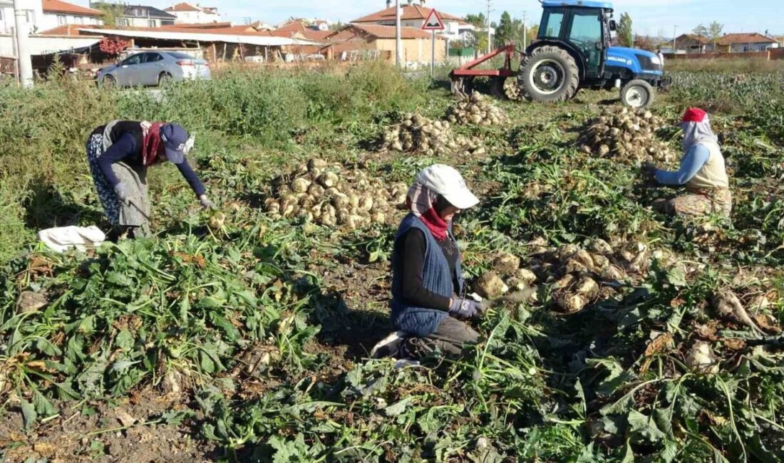 Kütahya’da çiftçilerin şeker pancarı sökümü mesaisi başladı. Üreticiler tarlalardan hasat