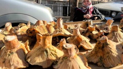 Kütahya’nın Tavşanlı ilçesindeki semt pazarında, yörenin gözde mantarları tezgahlardaki yerini