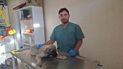 Kütahya’nın Hisarcık ilçesinde bir aracın çarpması sonucu yaralanan sokak köpeğine