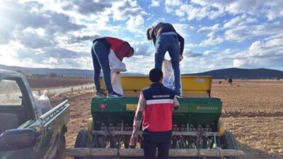 Kütahya’nın Çavdarhisar ilçesinde İlçe Tarım ve Orman Müdürlüğünce demonstrasyon çalışmaları