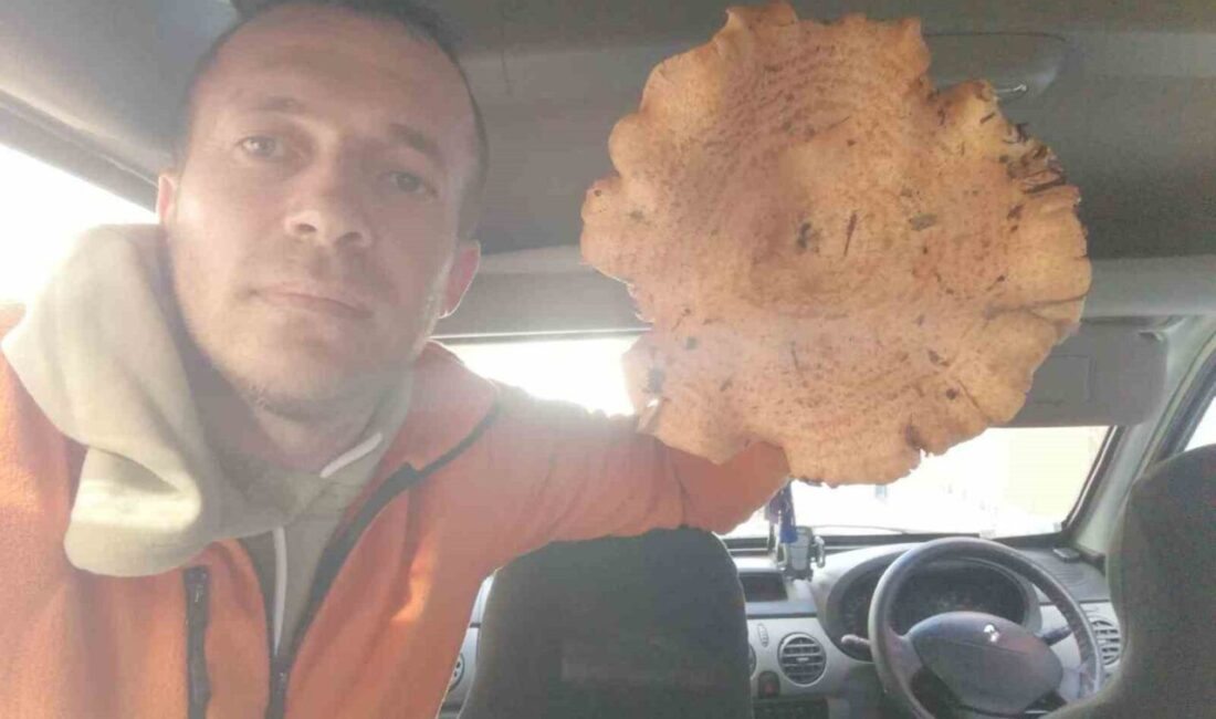 Kütahya’nın Emet ilçesinde bir vatandaşın Sülye dağlarında bulduğu dev melki