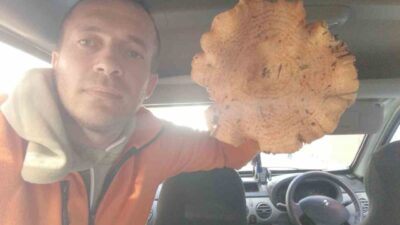 Kütahya’nın Emet ilçesinde bir vatandaşın Sülye dağlarında bulduğu dev melki