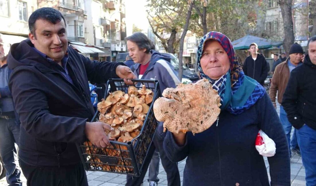 Kütahya’nın Tavşanlı ilçesinde melki (kanlıca) mantarının bollaşması ile fiyatlarda büyük