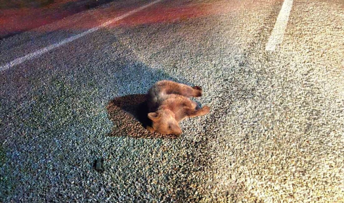 Kütahya’da, karayolunda vatandaşlar tarafından ölü olarak bulunan yavru ayı, jandarma