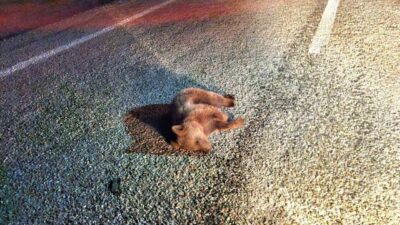 Kütahya’da, karayolunda vatandaşlar tarafından ölü olarak bulunan yavru ayı, jandarma