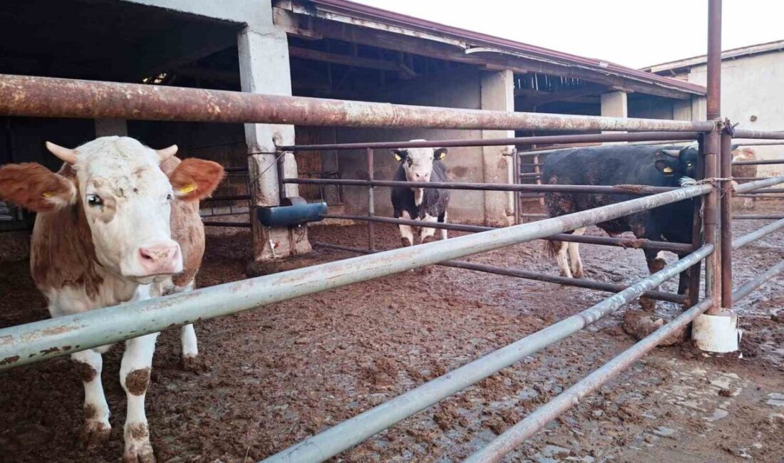 Kütahya’nın Hisarcık ilçesinde 24 Eylül 2025 tarihinde başlayıp 12 Kasım