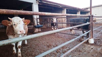 Kütahya’nın Hisarcık ilçesinde 24 Eylül 2025 tarihinde başlayıp 12 Kasım