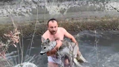 Kütahya’nın Gediz ilçesine bağlı Kayaköy’de hayvan severler, Hidroelektrik Santrali’ne su