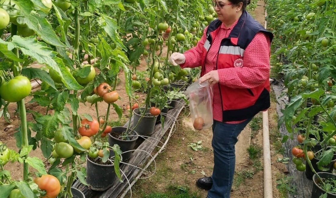 Kütahya İl Tarım Müdürlüğü Bitkisel Üretim ve Bitki Sağlığı Şubesi