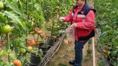 Kütahya İl Tarım Müdürlüğü Bitkisel Üretim ve Bitki Sağlığı Şubesi