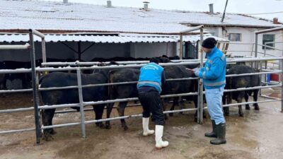 Kütahya’ya Brezilya’dan getirilen ithal besilik erkek sığırlar için millileştirme çalışmaları