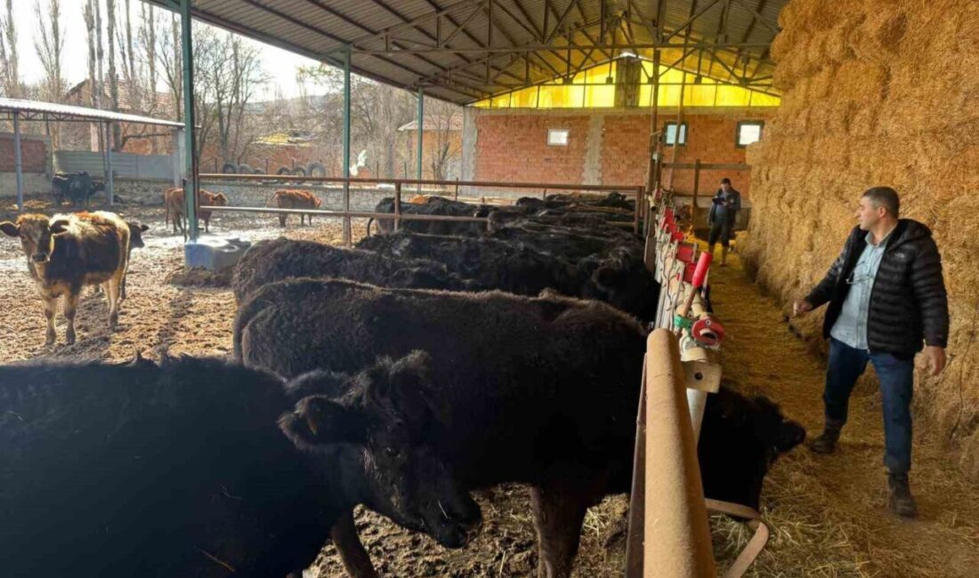 Kütahya’da “Kırsalda Bereket, Hayvancılığa Destek” projesi kapsamında köylülerin teslim aldığı