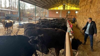 Kütahya’da “Kırsalda Bereket, Hayvancılığa Destek” projesi kapsamında köylülerin teslim aldığı