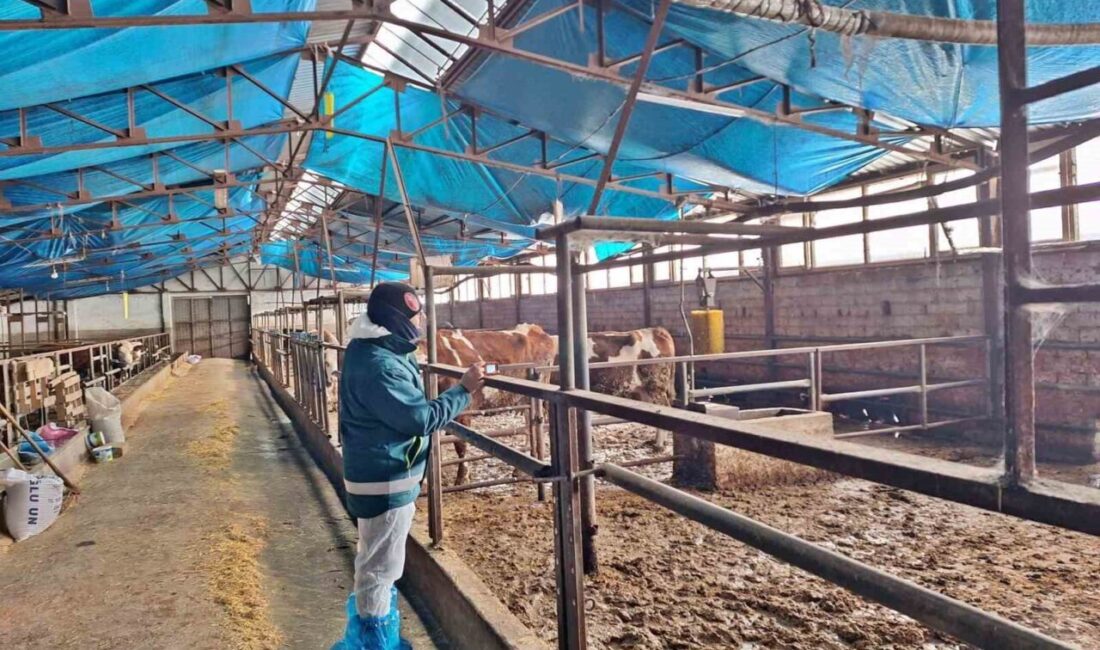 Kütahya’nın Tavşanlı ilçesinde 2026 yılı besilik hayvan ithalatı başvuruları kapsamında