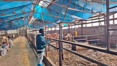 Kütahya’nın Tavşanlı ilçesinde 2026 yılı besilik hayvan ithalatı başvuruları kapsamında