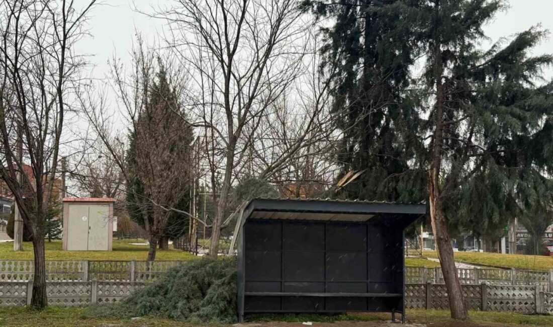 Kütahya’nın Tavşanlı ilçesinde etkili olan şiddetli rüzgar nedeniyle bir ağaç