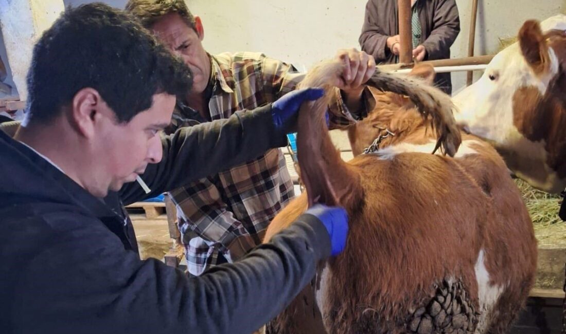 Kütahya’nın Emet ilçesinde 2026 yılı şap sero-surveyans çalışmaları kapsamında 50