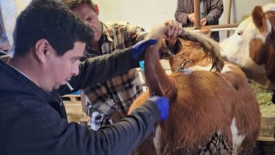 Kütahya’nın Emet ilçesinde 2026 yılı şap sero-surveyans çalışmaları kapsamında 50