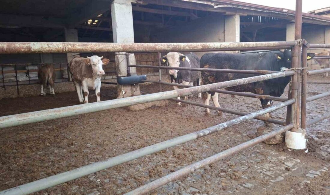 Kütahya’nın Hisarcık ilçesinde 2 Aralık 2025 tarihinde görülen şap hastalığı