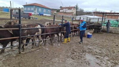 Kütahya’ya Brezilya’dan getirilen ithal besilik erkek sığırlar için millileştirme çalışmaları