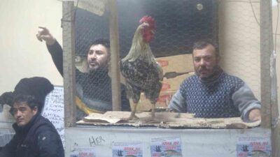 Kütahya’da düzenlenen süs tavuğu mezadı çevre illerden gelen yetiştirici ve