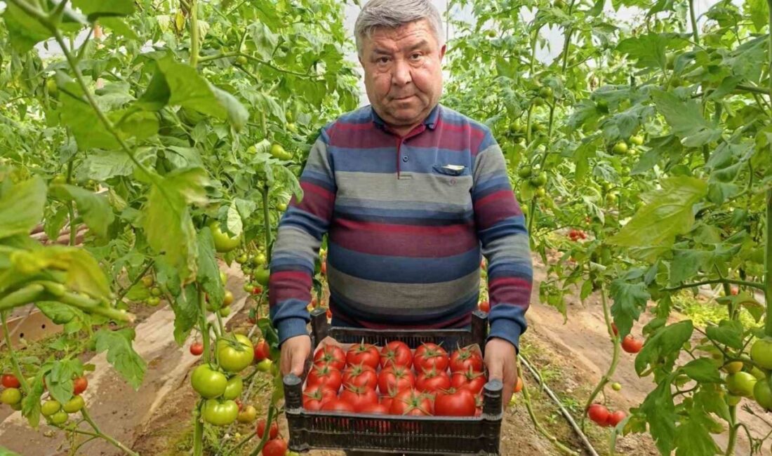 Kütahya’nın Simav ilçesinde, Eynal kaplıcaları çevresindeki seralarda üretilen coğrafi işaretli